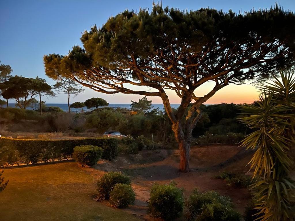 Praia Da Falesia Alfa Mar Albufeira 奥霍斯德古阿 外观 照片